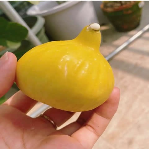 金傲芬无花果