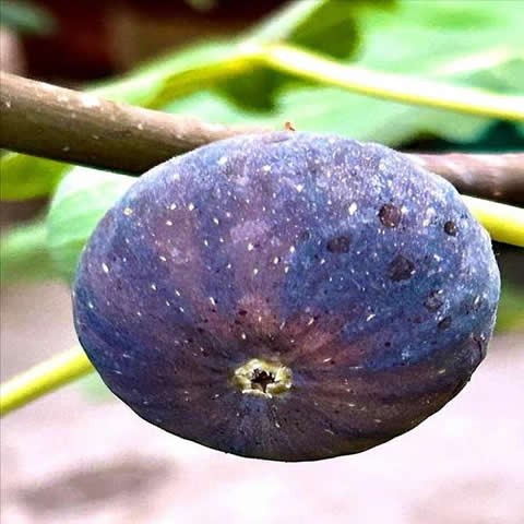渴望无花果